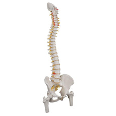 Classic Flexible Spine Model with Femur Heads