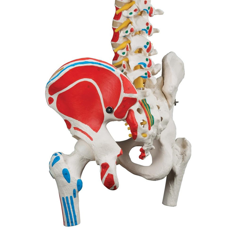 Classic Flexible Spine Model with femur heads and painted muscles