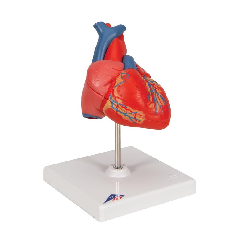 Classic Heart Model, 2-part