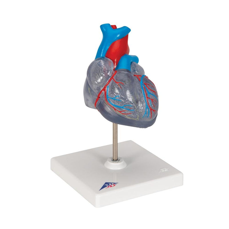 Classic Heart with Conducting System, 2 part