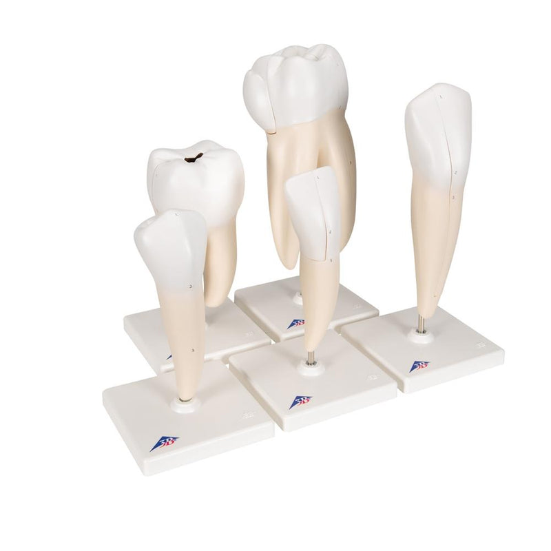 Classic Tooth Model Series, 5 models