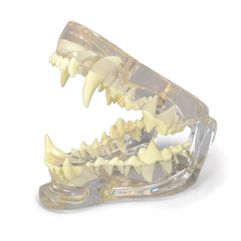 Clear Canine Jaw Model