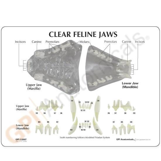 Clear Feline Jaw Model - Veterinary Model