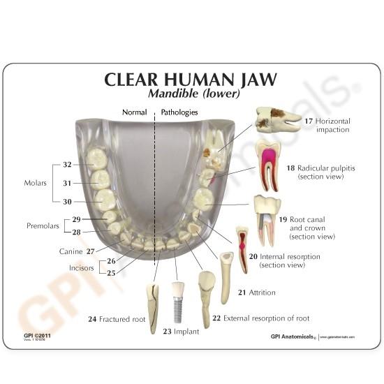 Clear Human Jaw With Teeth Model