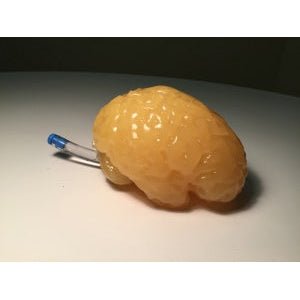 Complex Adult Brain Phantom for Ultrasound, MRI and CT applications