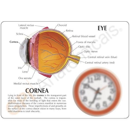 Cornea Eye Cross-Section Model