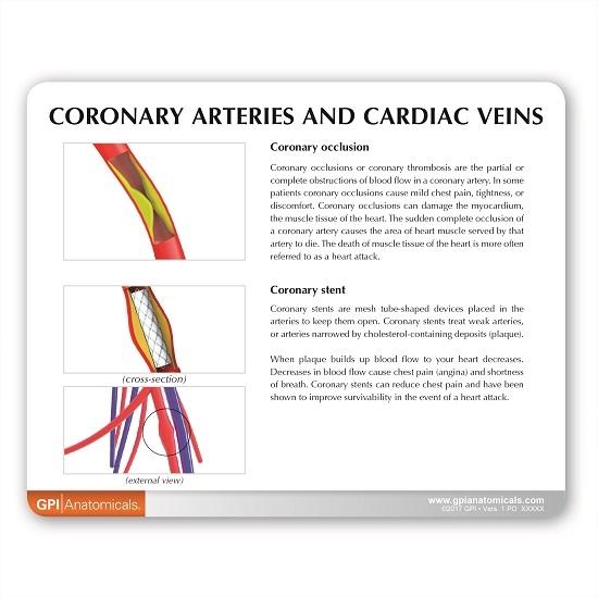 Coronary Arteries and Cardiac Veins Model