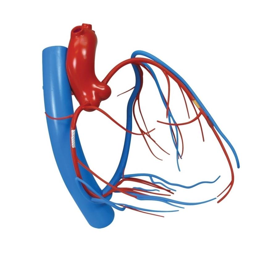 Coronary Arteries and Cardiac Veins Model – GTSimulators.com