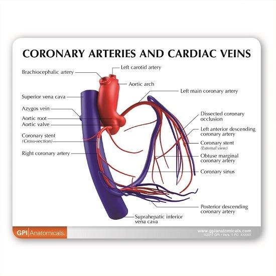 Coronary Arteries and Cardiac Veins Model