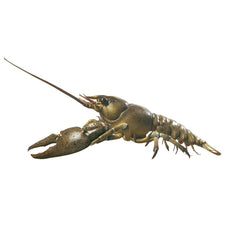 Crayfish or Precious Crayfish