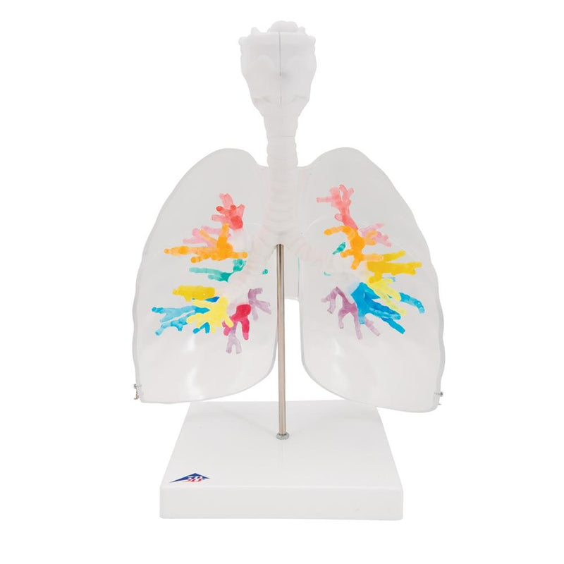 CT Bronchial Tree with Larynx and Transparent Lungs Model