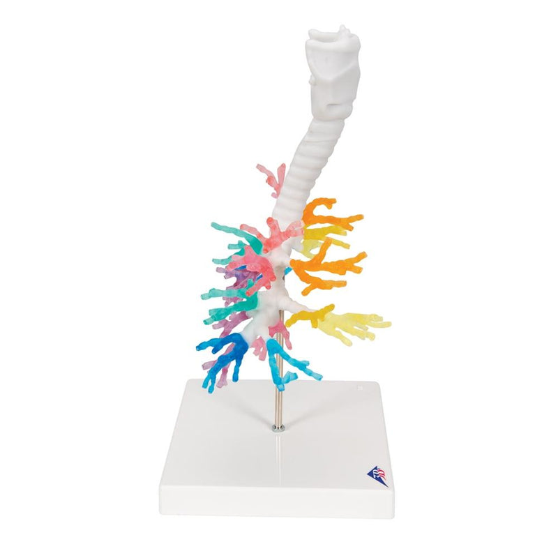 CT Bronchial Tree with Larynx Model