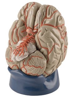 Deluxe Brain Model with Arteries, 8-Part Life-Size (0178-00)