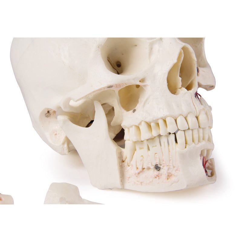 Deluxe Demonstration Skull; 14-part; For Advanced Studies