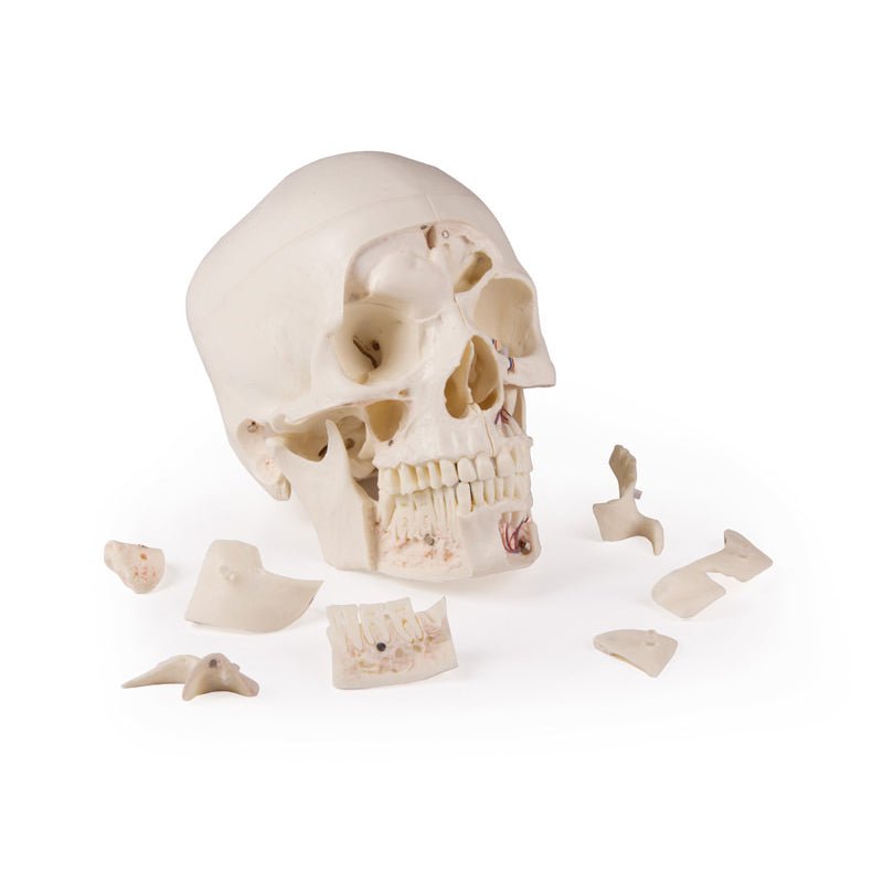 Deluxe Demonstration Skull; 14-part; For Advanced Studies