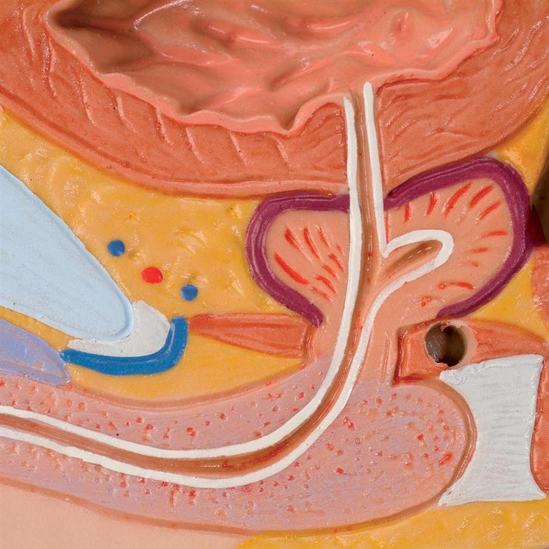 Deluxe Dual Gender African Torso, 24-part