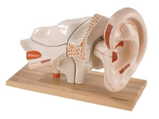 Deluxe Ear Model, 8-part, 5x Life-size (0123-00)