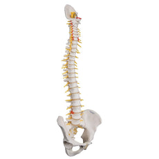 Deluxe Flexible Spine Model