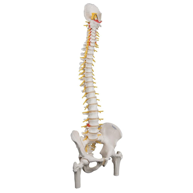 Deluxe Flexible Spine Model with Femur Heads