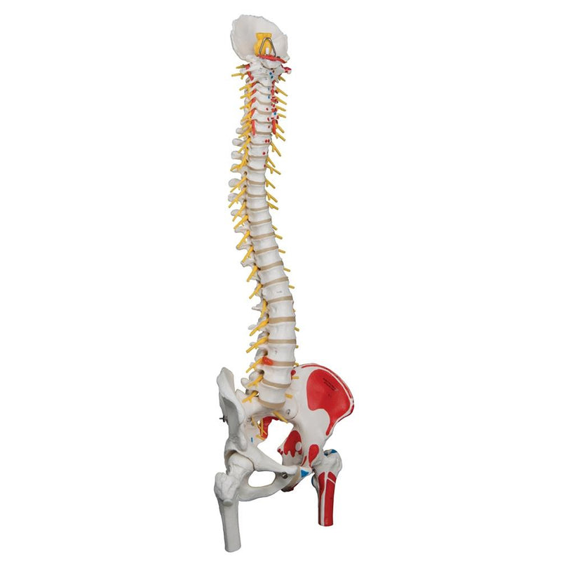 Deluxe Flexible Spine Model with Femur Heads and Painted Muscles