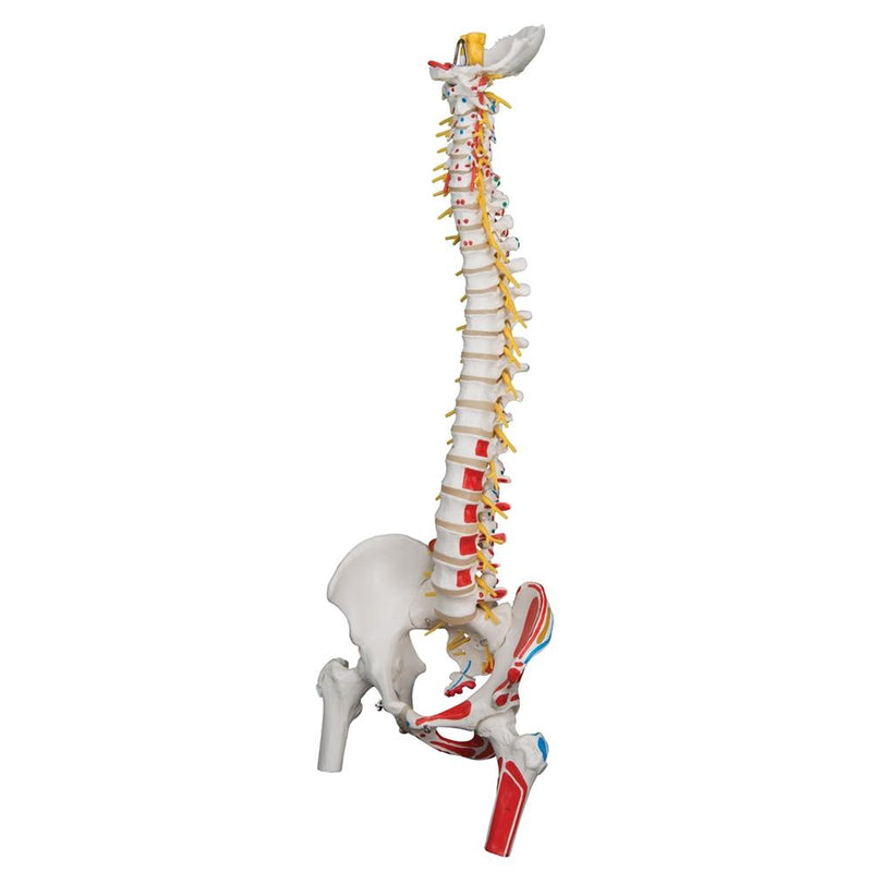 Deluxe Flexible Spine Model with Femur Heads and Painted Muscles