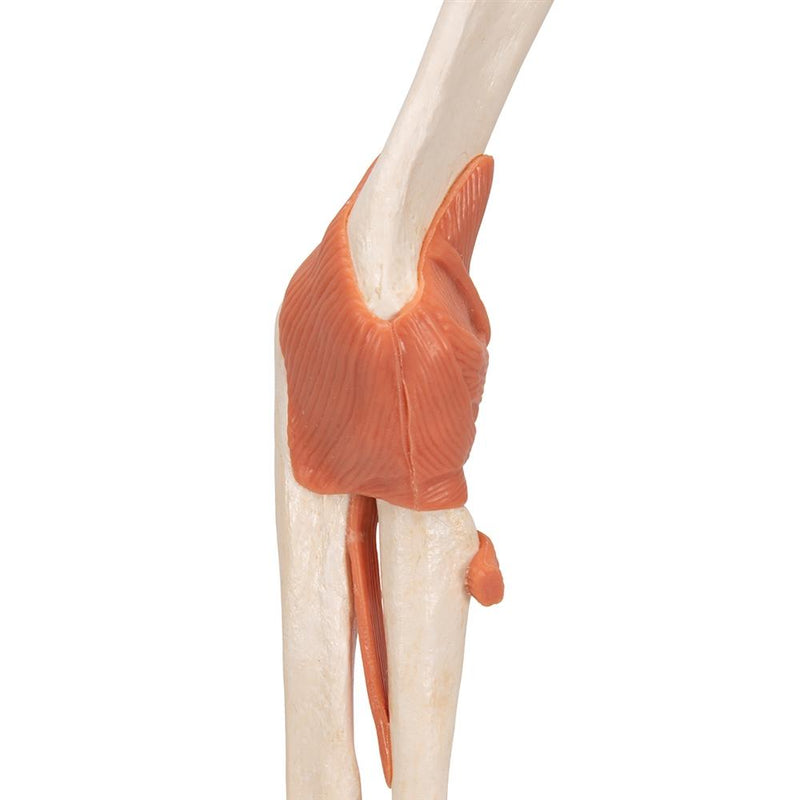 Deluxe Functional Elbow Joint Model