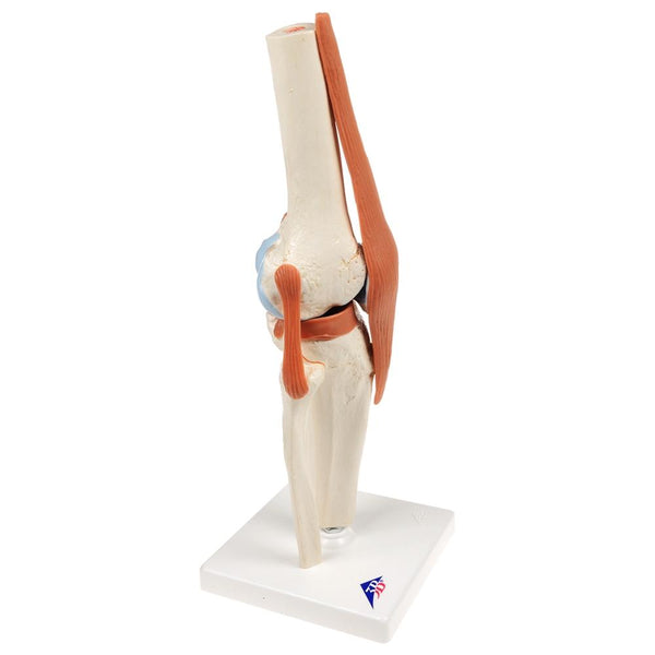 Deluxe Functional Knee Joint Model – GTSimulators.com