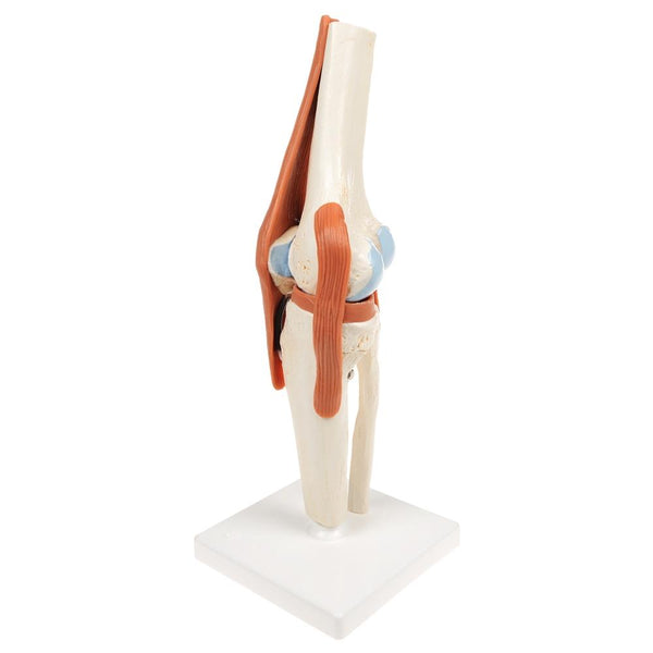 Deluxe Functional Knee Joint Model – GTSimulators.com