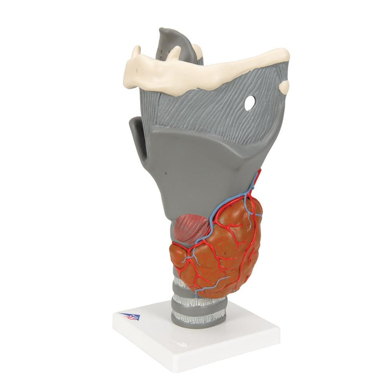 Deluxe Functional Larynx Model, 2.5x full-size