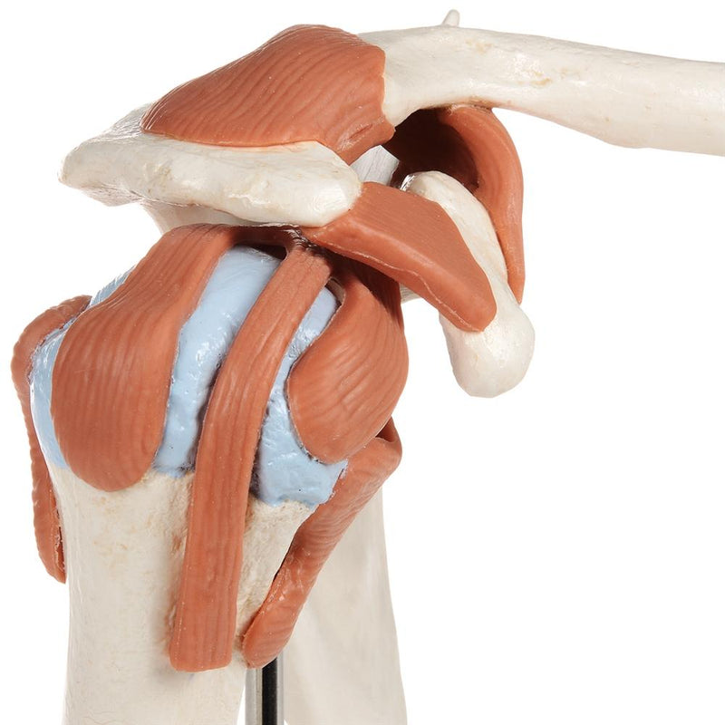 Shoulder Model Dynamic Deluxe Functional Shoulder Joint Model – GTSimulators.com