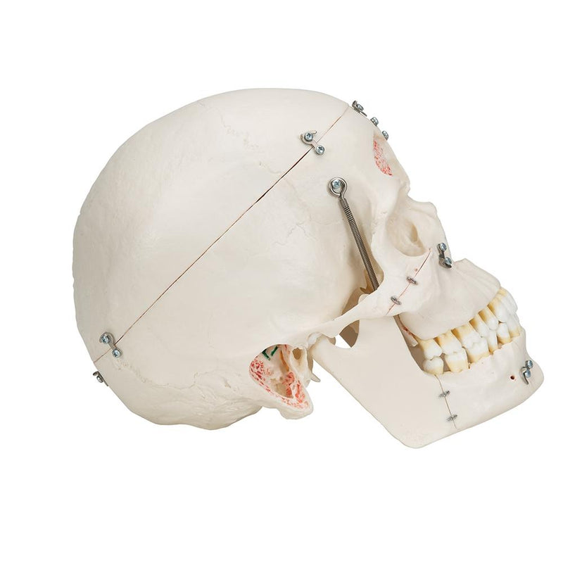 Deluxe Human Demonstration Dental Skull Model, 10 part