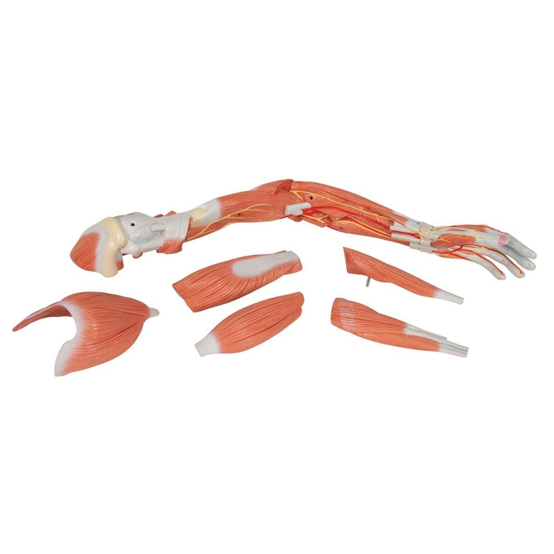 Deluxe Muscle Arm Model, 6 part