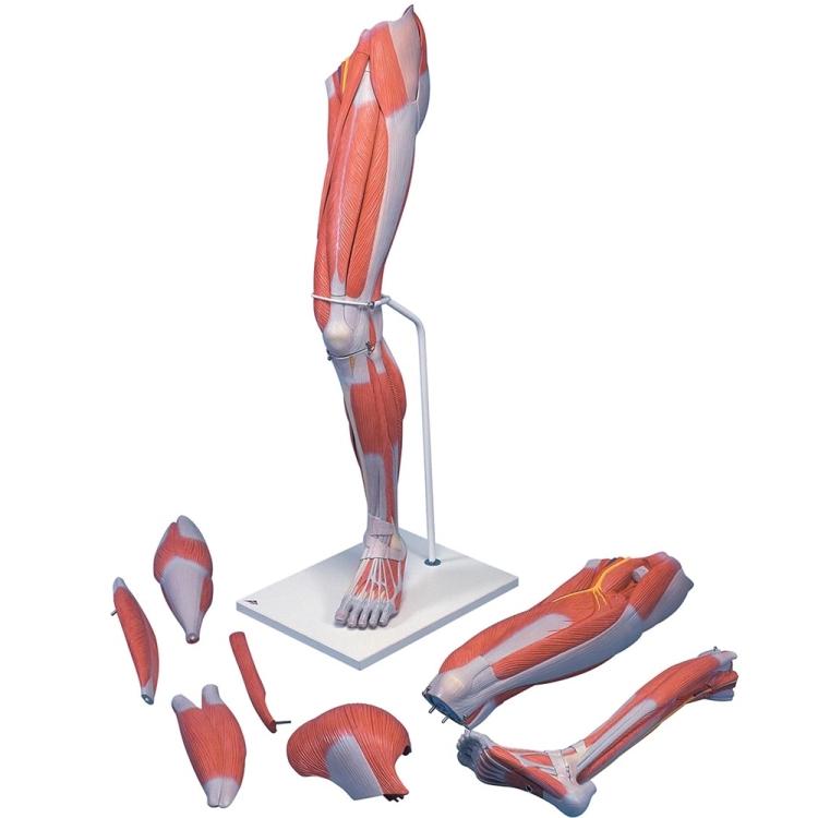 Basic Life Muscle Model Lower Limb Muscles Model