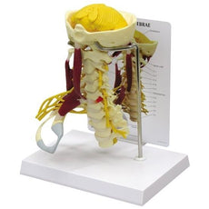 Deluxe Muscled Cervical Spinal Model