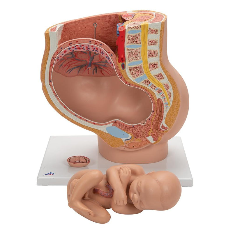 Deluxe Pregnancy Pelvis Model,  3-part
