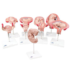 Deluxe Pregnancy Series - 9 Models