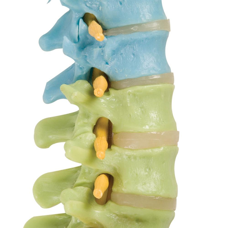 Didactic Flexible Spine Model with Femur Heads