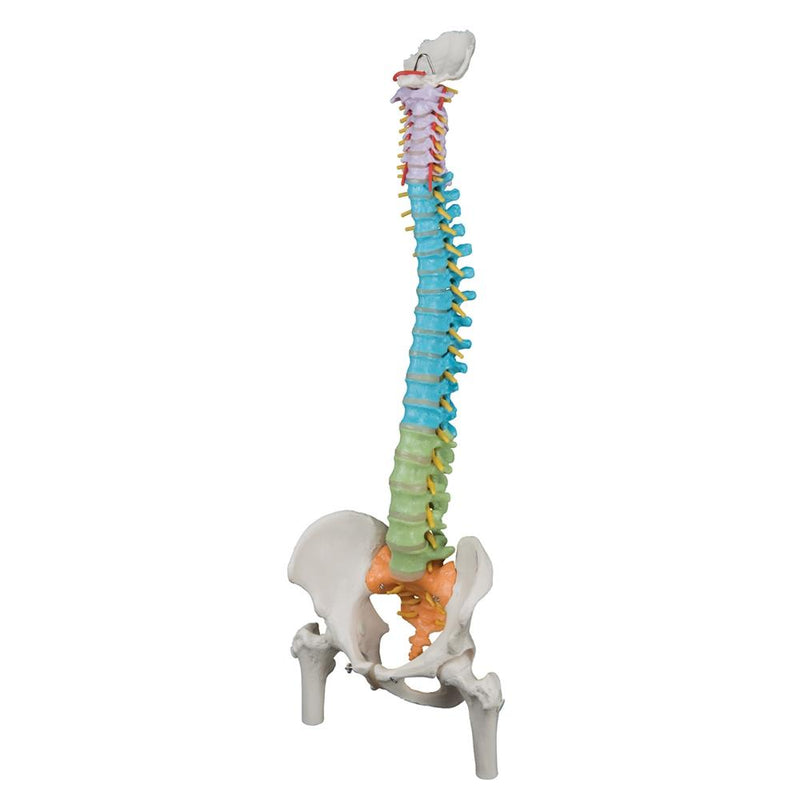 Didactic Flexible Spine Model with Femur Heads