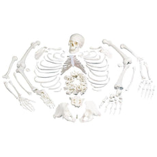 Disarticulated Full Anatomical Skeleton Model with 3-part Skull