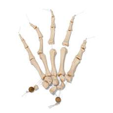 Disarticulated Half Human Skeleton Loosely Articulated Hand and Foot