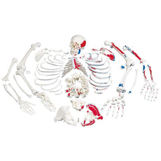 Disarticulated Skeleton with Painted Muscles
