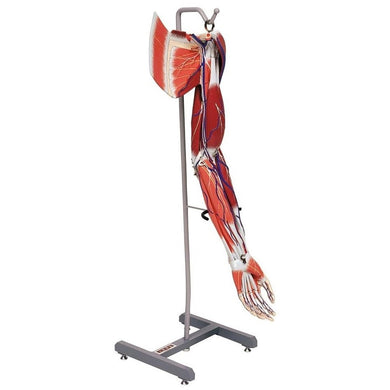 3B Scientific M11 Life-Size Deluxe Muscle Arm Model - 6-Part Anatomy Model, 27.6 Inches Tall - View #6