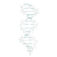 DNA Model - Colored Tubes
