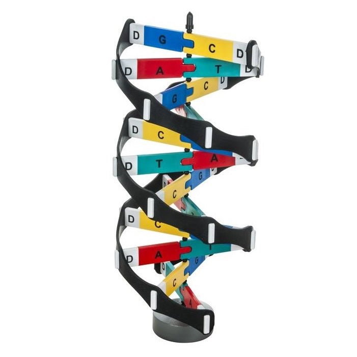 Dna Mini Model DNA Model | DNA Model Kit | Model of DNA – GTSimulators.com