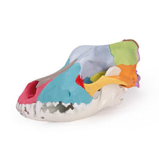 Dog Skull With Didactic Painting