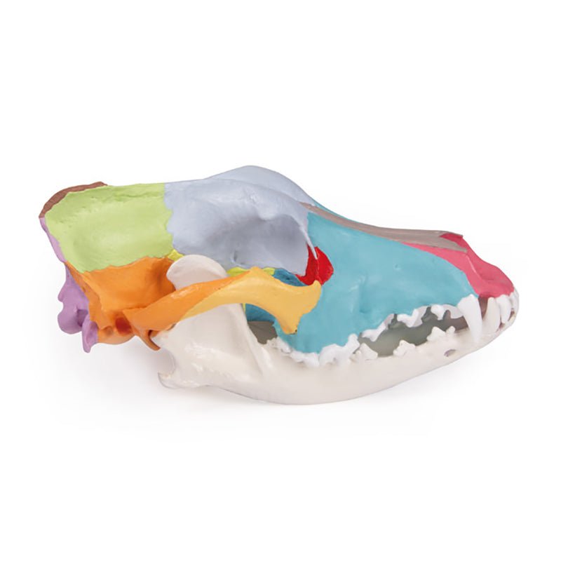 Dog Skull With Didactic Painting