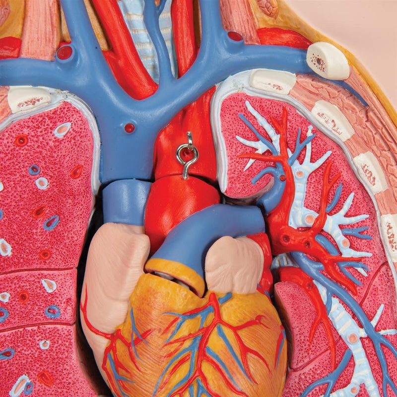 Dual Gender Torso with Opened Back, 28-part