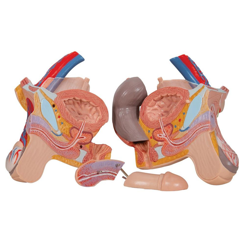 Dual Gender Torso with Opened Back, 28-part