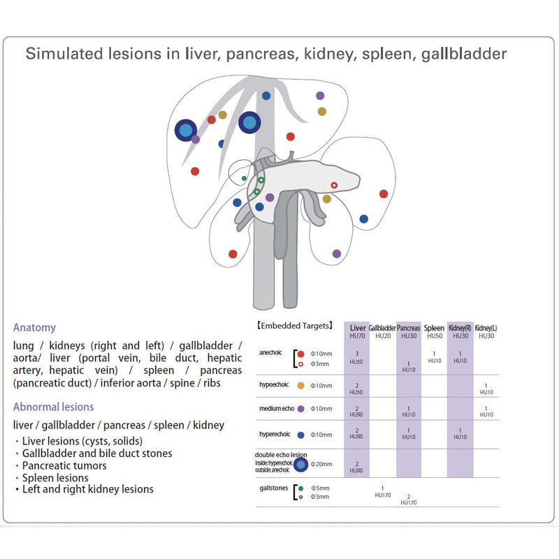 Us Modality Dual Modality Human Abdomen Phantom (CT, Ultrasound) – GTSimulators.com