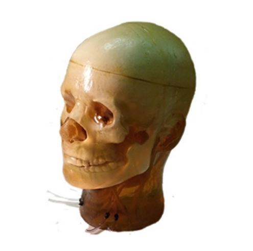 Dynamic Adult Head Phantom for Ultrasound, MRI and CT applications